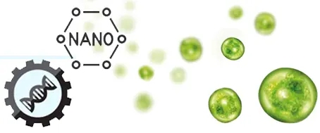 C. vulgaris in bio- and nano-technology