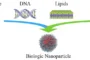 ZnO functionalized chitosan nanofibers